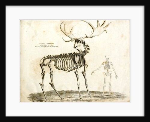 Cervus Giganteus or fossil elk of the Isle of Man by W. H. Lizars