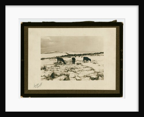 Cattle feeding in the snow by George Bellett Cowen