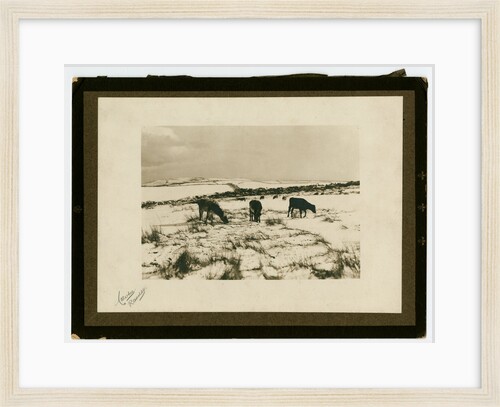 Cattle feeding in the snow by George Bellett Cowen