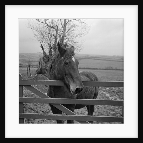 Home of Rest for Old Horses by Manx Press Pictures