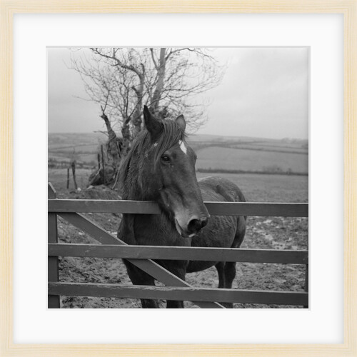 Home of Rest for Old Horses by Manx Press Pictures