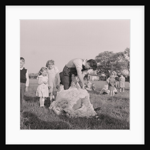 Sheep shearing by Manx Press Pictures