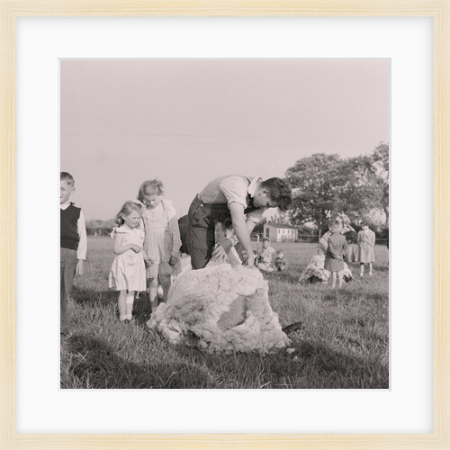 Sheep shearing by Manx Press Pictures