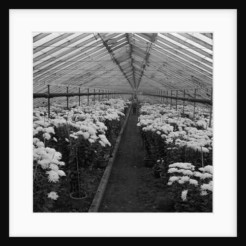 Hotchkiss greenhouses by Manx Press Pictures
