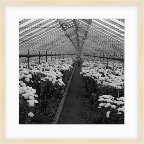 Hotchkiss greenhouses by Manx Press Pictures