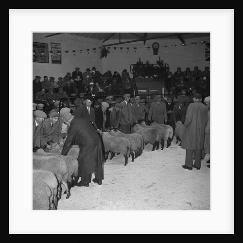 Ballasalla Christmas Stock Show by Manx Press Pictures