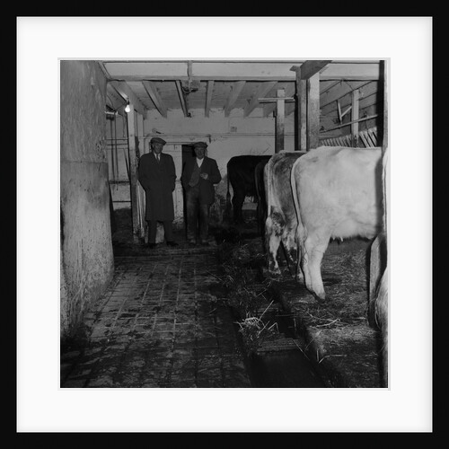 Mucking-out cows at Ballabeg by Manx Press Pictures