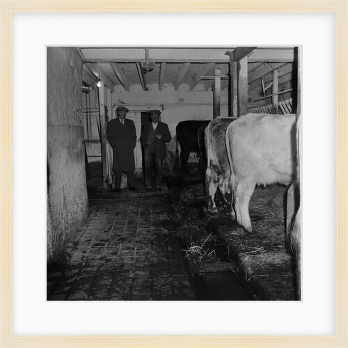 Mucking-out cows at Ballabeg by Manx Press Pictures