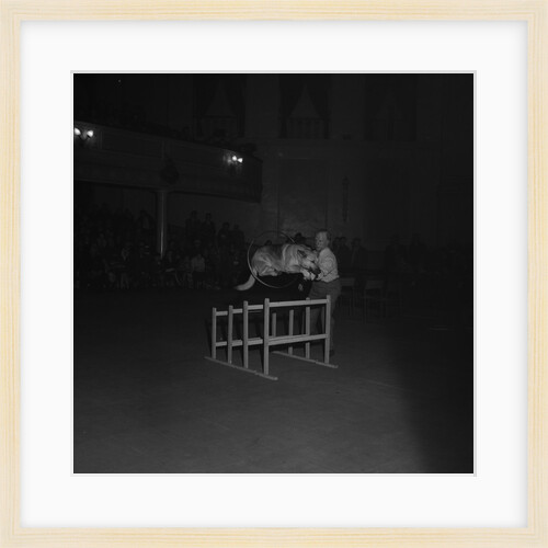 Dog Show, Villa Marina, Douglas by Manx Press Pictures