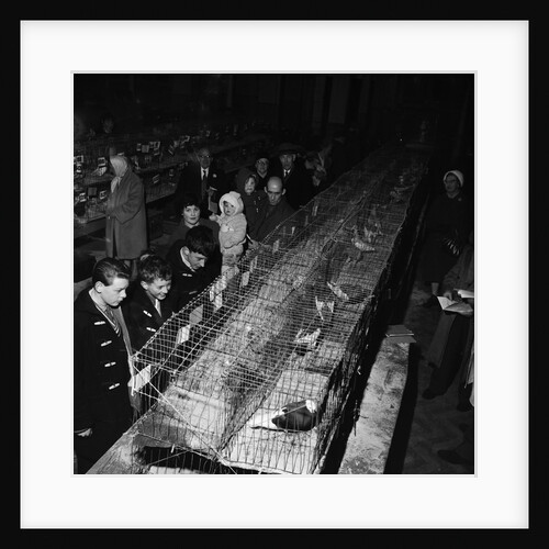 Fur and Feather Show, Derby Castle, Douglas by Manx Press Pictures