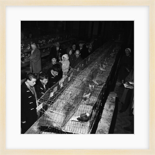 Fur and Feather Show, Derby Castle, Douglas by Manx Press Pictures