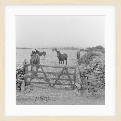 Tram horses at the Gooseneck, Isle of Man by Manx Press Pictures
