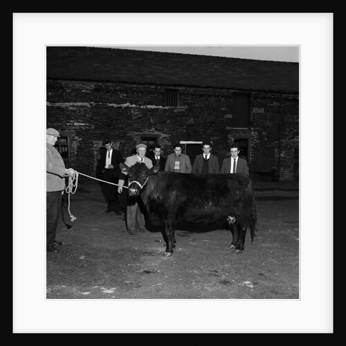 Knockaloe stock judging competition by Manx Press Pictures