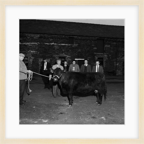 Knockaloe stock judging competition by Manx Press Pictures