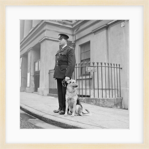 Policeman and Alsatian dog, Isle of Man by Manx Press Pictures