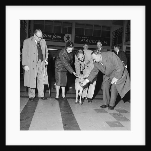 Jersey calf arrives on the Isle of Man, Ronaldsway airport by Manx Press Pictures