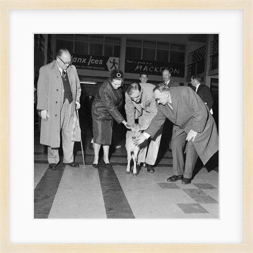 Jersey calf arrives on the Isle of Man, Ronaldsway airport by Manx Press Pictures