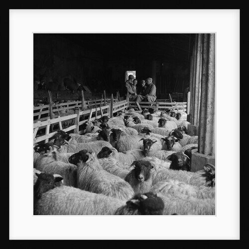 Druidale Farm sale by Manx Press Pictures