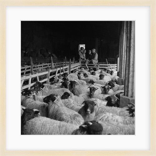 Druidale Farm sale by Manx Press Pictures