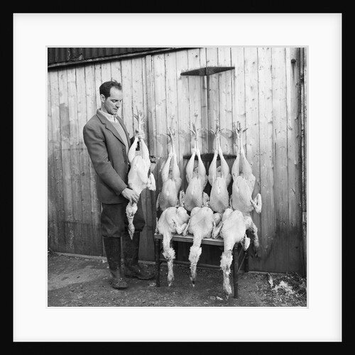 Turkeys at Ballafletcher, Isle of Man by Manx Press Pictures