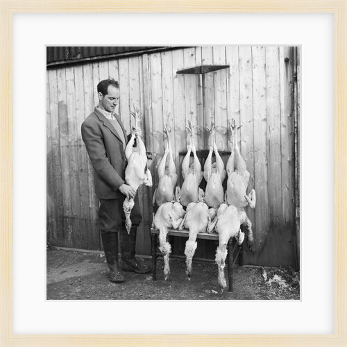 Turkeys at Ballafletcher, Isle of Man by Manx Press Pictures