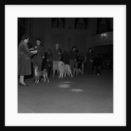 Dog show, Villa Marina, Douglas by Manx Press Pictures