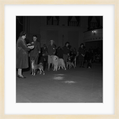 Dog show, Villa Marina, Douglas by Manx Press Pictures