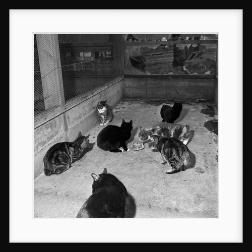 Manx cats at Knockaloe Experimental Farm by Manx Press Pictures