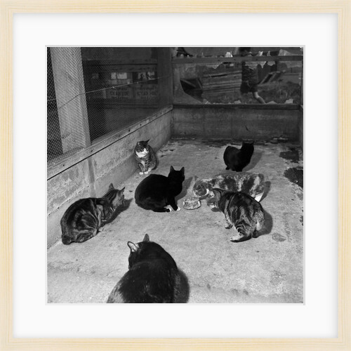 Manx cats at Knockaloe Experimental Farm by Manx Press Pictures
