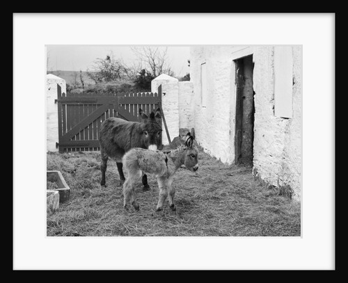 Donkey and foal at Corporation Nurseries, Ballaughton by Manx Press Pictures