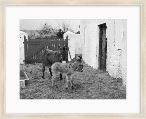 Donkey and foal at Corporation Nurseries, Ballaughton by Manx Press Pictures