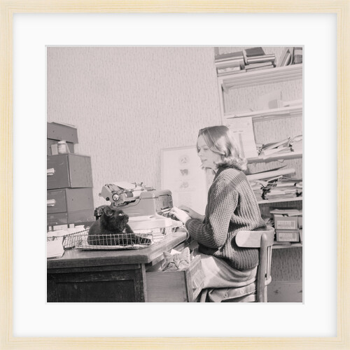 Manx cat goes away', Government Office by Manx Press Pictures