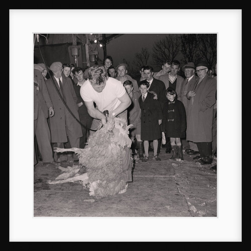 Sheep shearing, Crosby by Manx Press Pictures