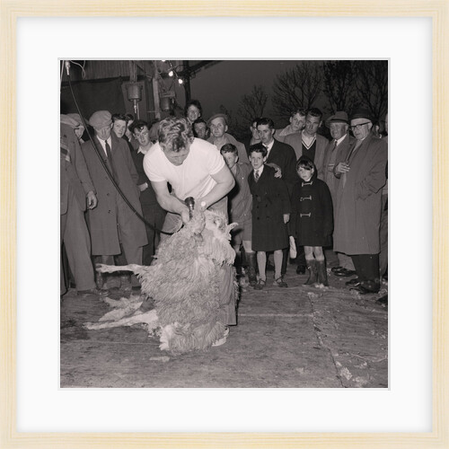 Sheep shearing, Crosby by Manx Press Pictures