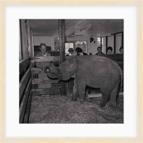 Elephant at Curraghs Wildlife Park by Manx Press Pictures