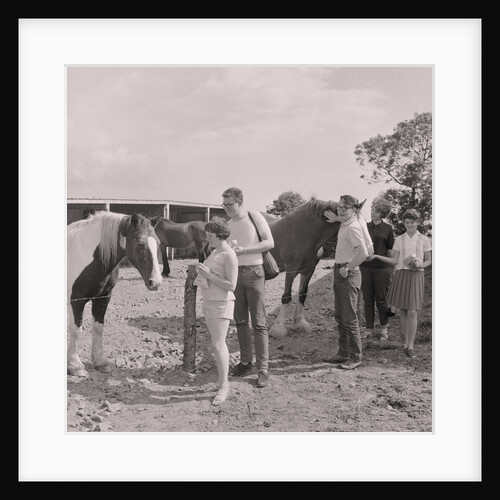 Old Horses Open Day by Manx Press Pictures