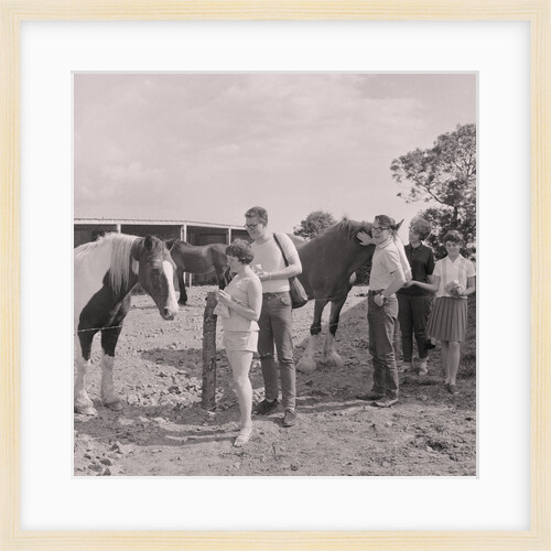 Old Horses Open Day by Manx Press Pictures