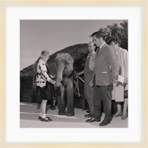 Naming the elephant at Curraghs Wildlife Park by Manx Press Pictures