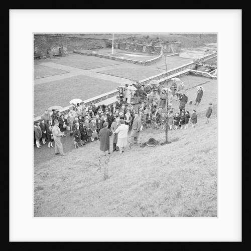 Tree planting, Laxey by Manx Press Pictures