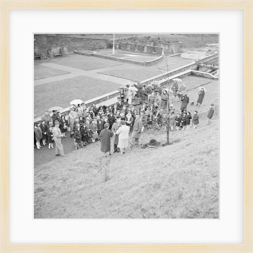 Tree planting, Laxey by Manx Press Pictures