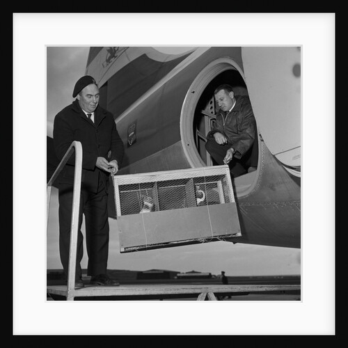 Arrival of penguins, Ronaldsway by Manx Press Pictures