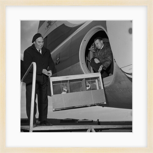 Arrival of penguins, Ronaldsway by Manx Press Pictures