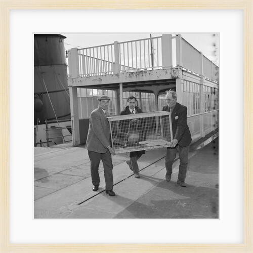 Animals arrive at Douglas Pier for Isle of Man Wildlife Park by Manx Press Pictures