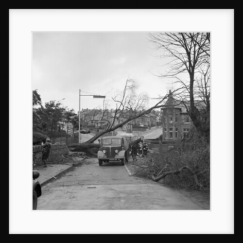 Tree down in storm, Bray Hill, Douglas by Manx Press Pictures