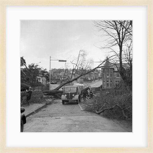 Tree down in storm, Bray Hill, Douglas by Manx Press Pictures