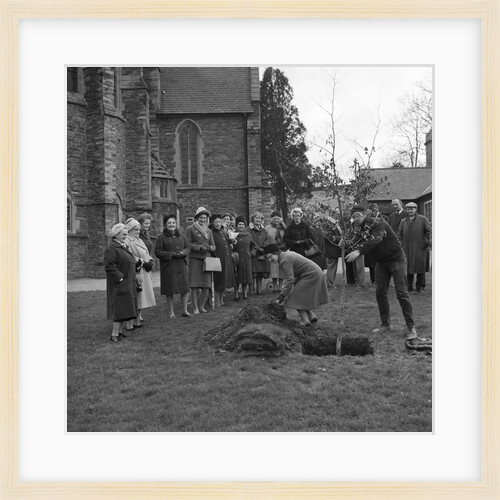 Women's Institute tree planting, Braddan by Manx Press Pictures