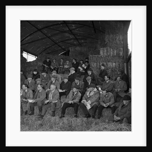 Oatlands Farm shorthorn demonstration, Isle of Man by Manx Press Pictures