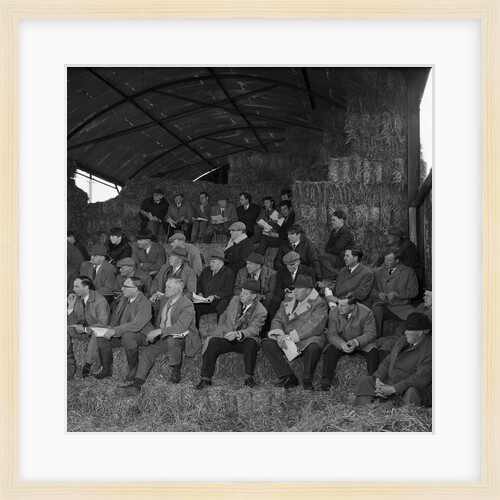 Oatlands Farm shorthorn demonstration, Isle of Man by Manx Press Pictures