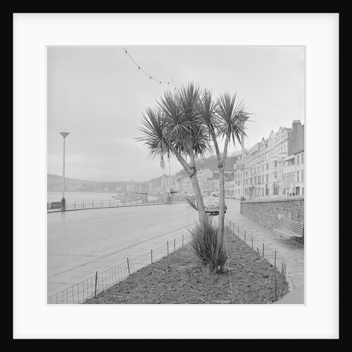 Palm tree at Derby Castle, Douglas by Manx Press Pictures