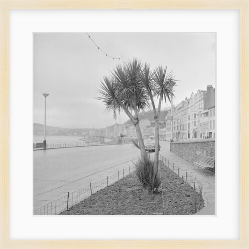 Palm tree at Derby Castle, Douglas by Manx Press Pictures